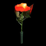 Light Up Rose