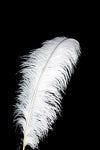 Feather 60-65 cm - Ostrich (Black or White)