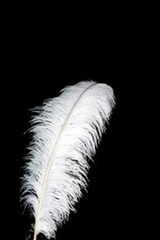 Feather 55-60 cm - Ostrich (Black or White)