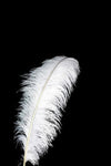 Feather 35-40cm - Ostrich (Black or White)