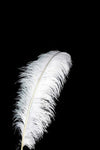 Feather 45-50 cm - Ostrich (Black or White)