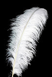 Feather 70-75 cm - Ostrich (Black or White)